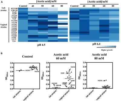 Mechanistic Insights Underlying Tolerance to Acetic Acid Stress in Vaginal Candida glabrata Clinical Isolates